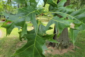 Pin Oak Leaves